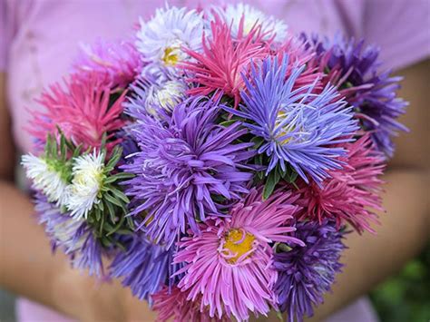 Aster Flower Meaning And Symbolism | Best Flower Site