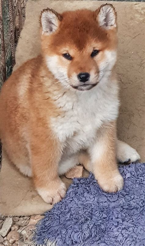 CUCCIOLO MASCHIO ROSSO RAZZA SHIBA INU DI ALLEVAMENTO KUMA VI