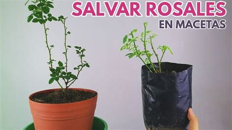 Salvar Rosales En Macetas Chuyito Jardinero YouTube