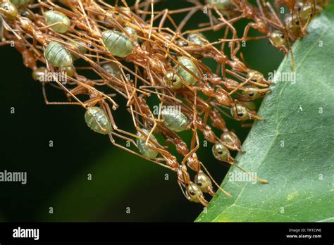 Weaver ants nest hi-res stock photography and images - Alamy