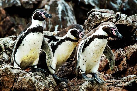 Humboldt Penguins Ballestas Islands Paracas National Reserve Peru