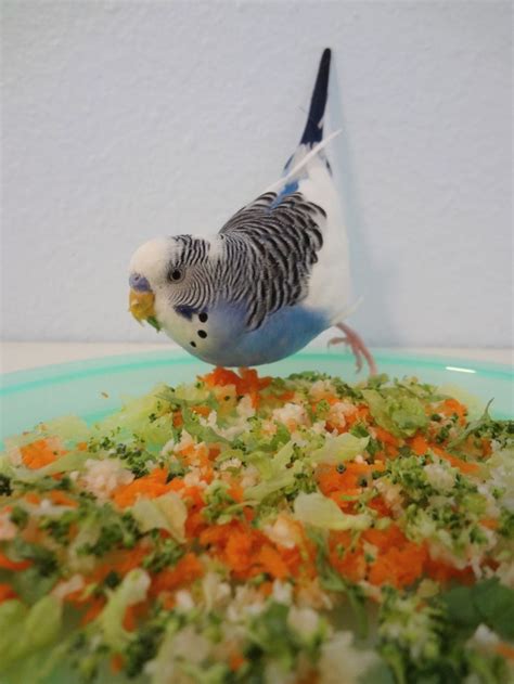 Budgie Food List