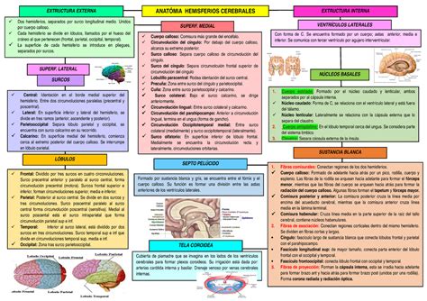 Cuadro Sinoptico Sobre El Cerebro Y Caracteristicas Cuadro Comparativo Images