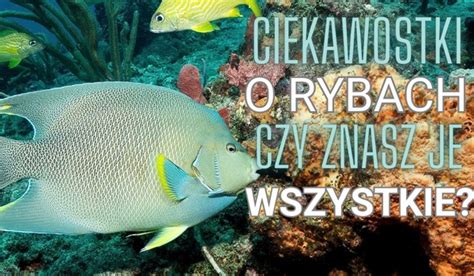 Ciekawostki O Rybach Czy Znasz Je Wszystkie SameQuizy