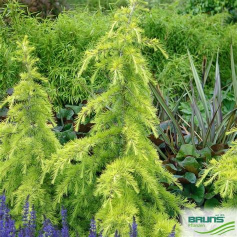 Cedrus Deodara Golden Horizon Von Bruns Pflanzen