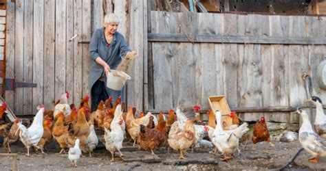 Grit And Oyster Shells Do Your Chickens Need Them