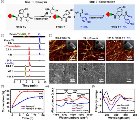 Role Of Thermolysin In Catalytic Controlled Self Assembly Of Fmoc