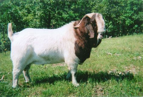 Masterpiece Boer Goat Buck Boer Goats Raising Farm Animals Goats