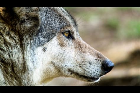 Wolf Head Side View Howling