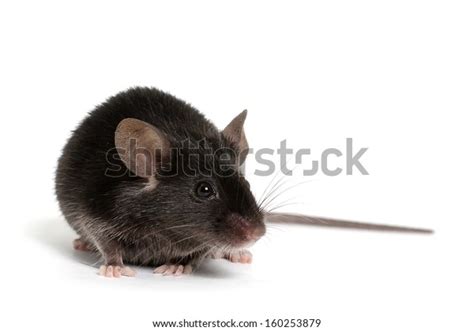 Black Mouse: Over 71,376 Royalty-Free Licensable Stock Photos ...