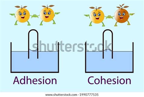 Adhesion Cohesion Physics Lesson Stock Vector (Royalty Free) 1990777535