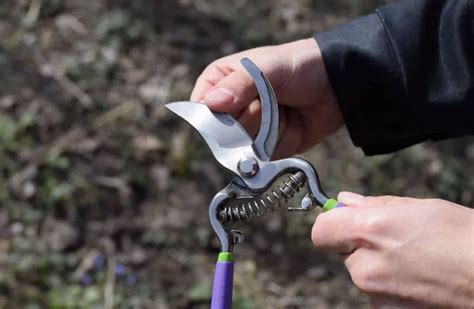 Outils De Jardinage Voici Le Top Des Indispensables Pour Tailler