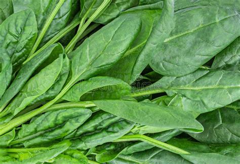 Spinach Leaves Texture As A Background Fresh Green Spinach Leaves