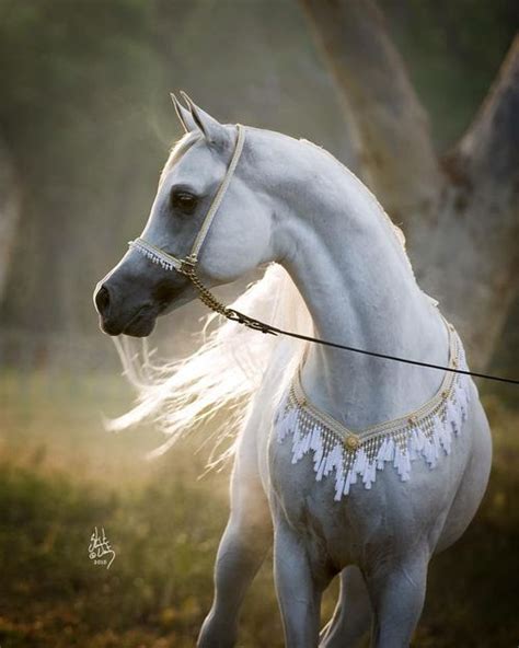 Exquisite Arabian Beautiful Tack Too That Suits The Stunning Beauty Of