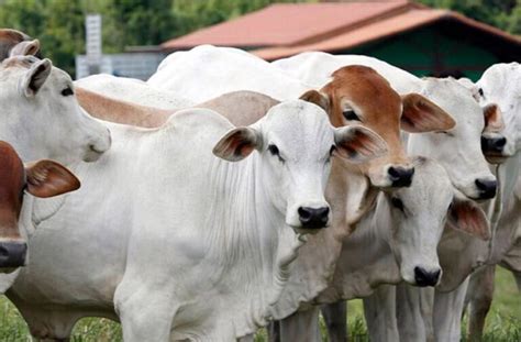 Costa Rica Confirma Su Tercer Caso De Gusano Barrenador En Humanos