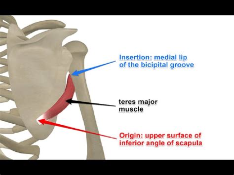 Infraspinatus Teres Minor Rotator Cuff Yoga Anatomy 59 Off