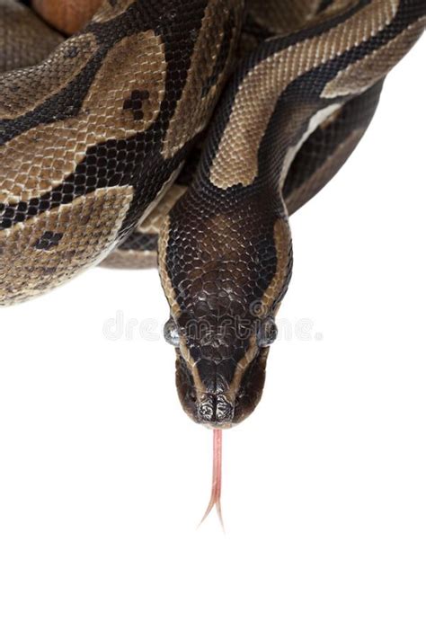 Python Snake Showing Forked Tongue Closeup Stock Image - Image of ...