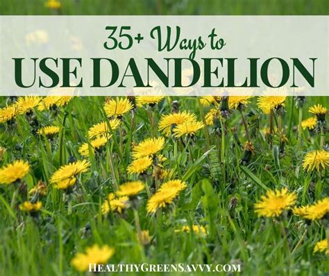 35 Ways To Eat Dandelions And Why You D Want To Dandelion Health Benefits Dandelion Benefits