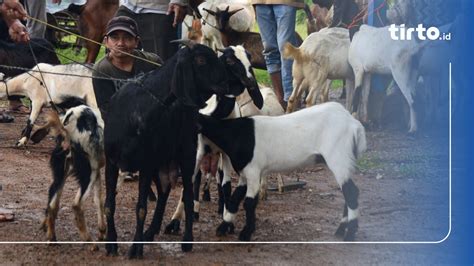 Perbedaan Kambing Dan Domba Untuk Idul Qurban And Perbandingan Harga