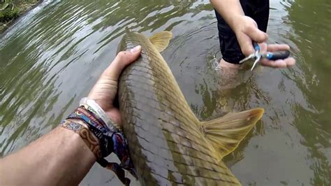 Giant Spotted Gar Little Pigeon Riverseviervilletn Youtube