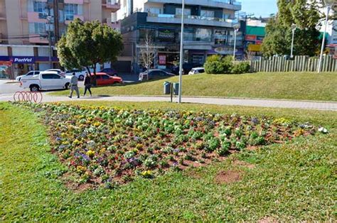 Flores Da Cunha Mais Bonita Mil Mudas De Flores Revista News