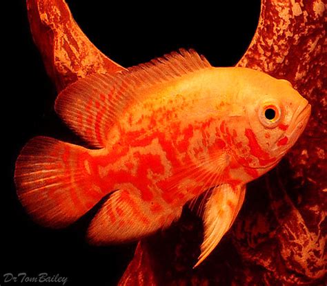 Premium Albino Tiger Oscar Cichlid On Sale