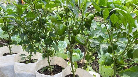 Growing Capsicum Seeds Plastic Fruit Bag Garden Garten Lawn And