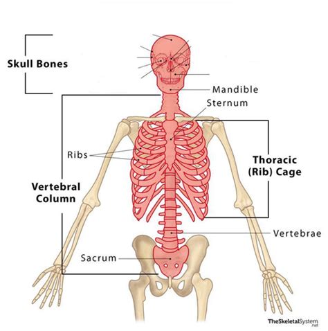 Ib Sehs Topic Anatomy Flashcards Quizlet