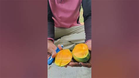 Mango Season 🥭🥭🥭🥭 Youtube