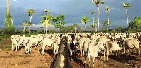 Despenca arroba da carne em Rondônia Os campos estão abarrotados de