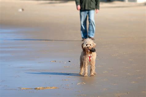 140+ Dog Friendly Beaches Near Me Stock Photos, Pictures & Royalty-Free ...