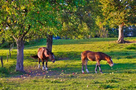 Horse Apple Tree Stock Photos, Pictures & Royalty-Free Images - iStock