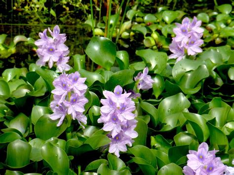 Plantes Aquatiques Incontournables Pour Le Bassin