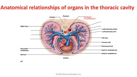 anatomical relationships of organs in the thoracic cavity Diagram | Quizlet