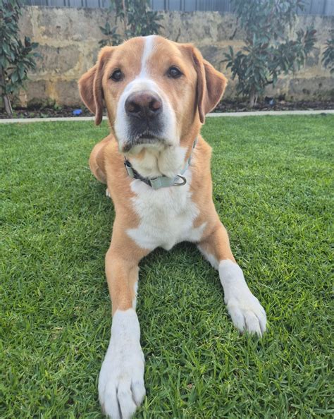 Bailey and Leila 🐾 (@thebaileyandleilaadventures) • Instagram photos