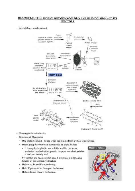 Bioc Lecture Haemoglobin Bioc Lecture Physiology Of Myoglobin