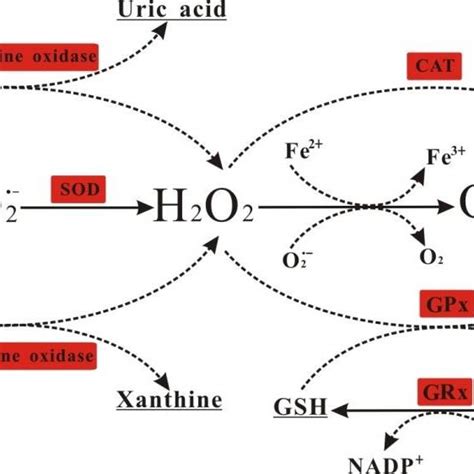 A Schematic Diagram Showing The Production Of Free Radicals Via Download Scientific Diagram