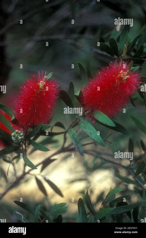 Bottlebrush Flowers Hi Res Stock Photography And Images Alamy