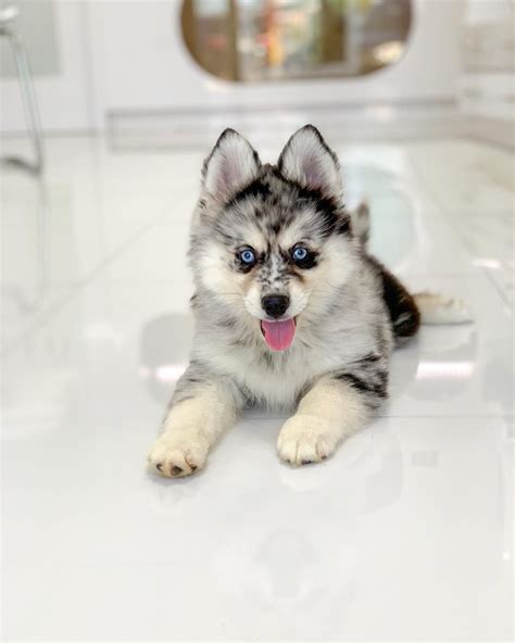 Pomsky Puppy Breeders Near Me - Pets Lovers