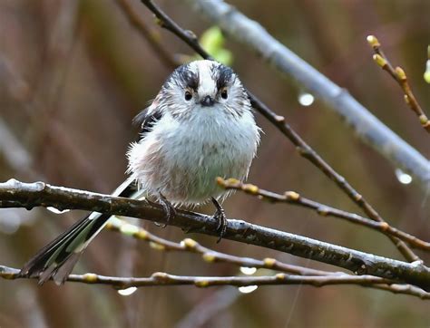 Wednesday 9th March 2022 Cornwall Birds CBWPS