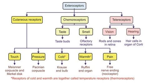 Sensory Receptors Chart