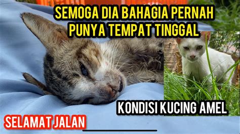 Innalillahi Wa Inna Ilaihi Rojiun Kucing Setruk Gak Bisa Gerak Akhirnya