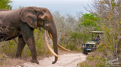 Tembe Elephant Park – Thongaland Travel