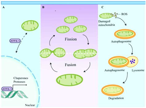 Mitochondrial Quality Control Pathways Multiple Mitochondrial Quality