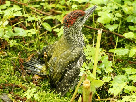 Gr Nspecht Picus Viridis Wildvogelhilfe Org