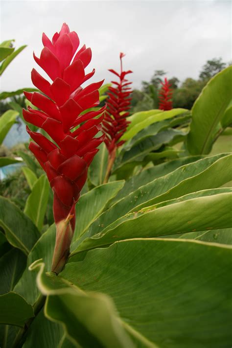 Costa Rica Flowers Free Stock Photo Public Domain Pictures