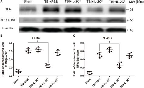 Frontiers Il Anti Il Complex Attenuates Inflammation And Bbb