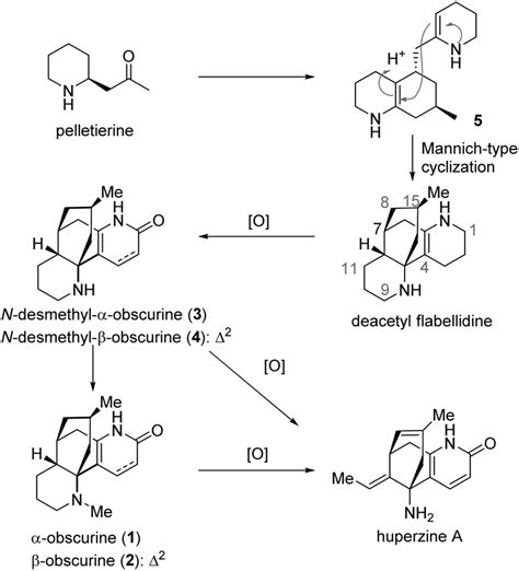 Asymmetric total synthesis of Lycopodium alkaloids α obscurine N