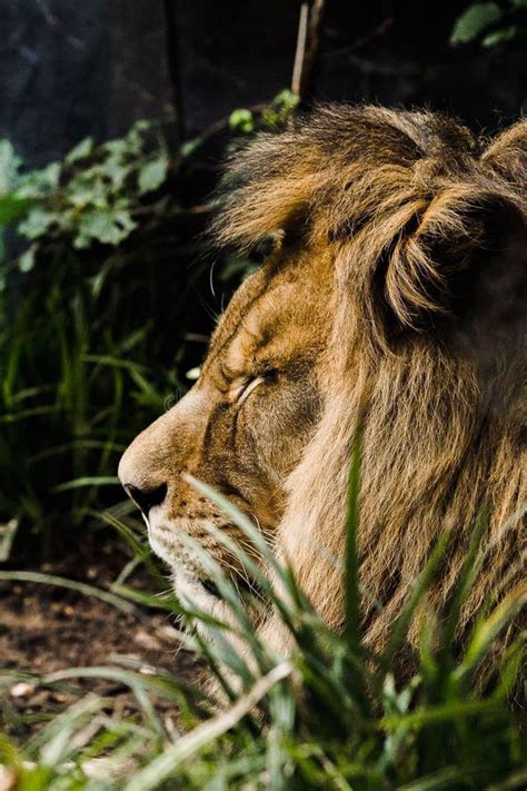 Vertical Shot of a Sleeping Lion Behind Blurred Grass Stock Photo ...