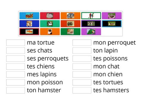 Vocabulaire Les Animaux Singulier Pluriel Adj Possessifs Apparier